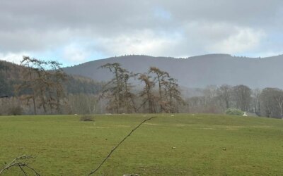13 bébés agneaux ont été mystérieusement retrouvés morts, le cou « délibérément » cassé